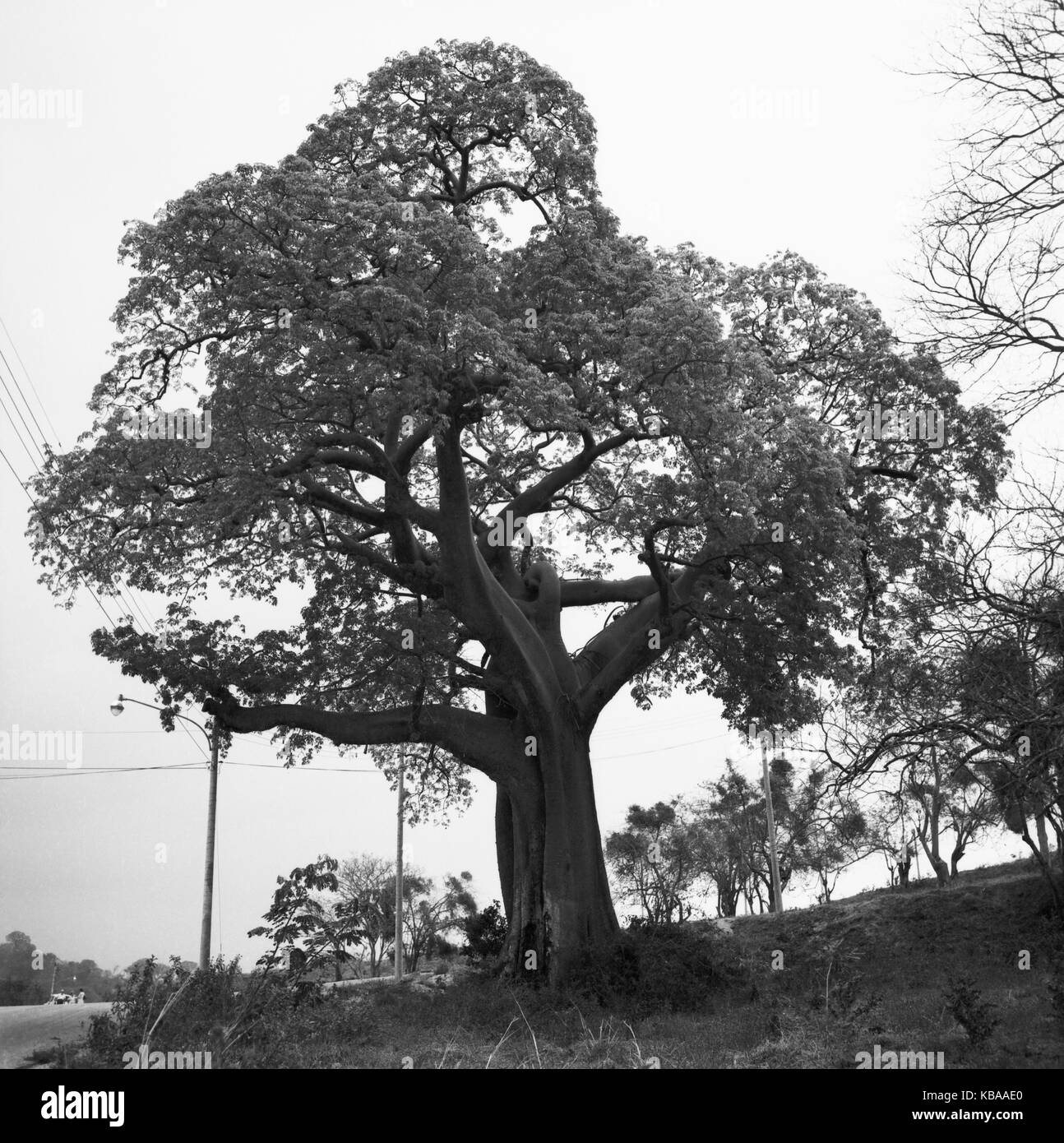 Modifier BAum dans der Stadt Ambato, Équateur 1960 er Jahre. Vieil arbre dans la ville d'Ambato, Équateur 1960. Banque D'Images