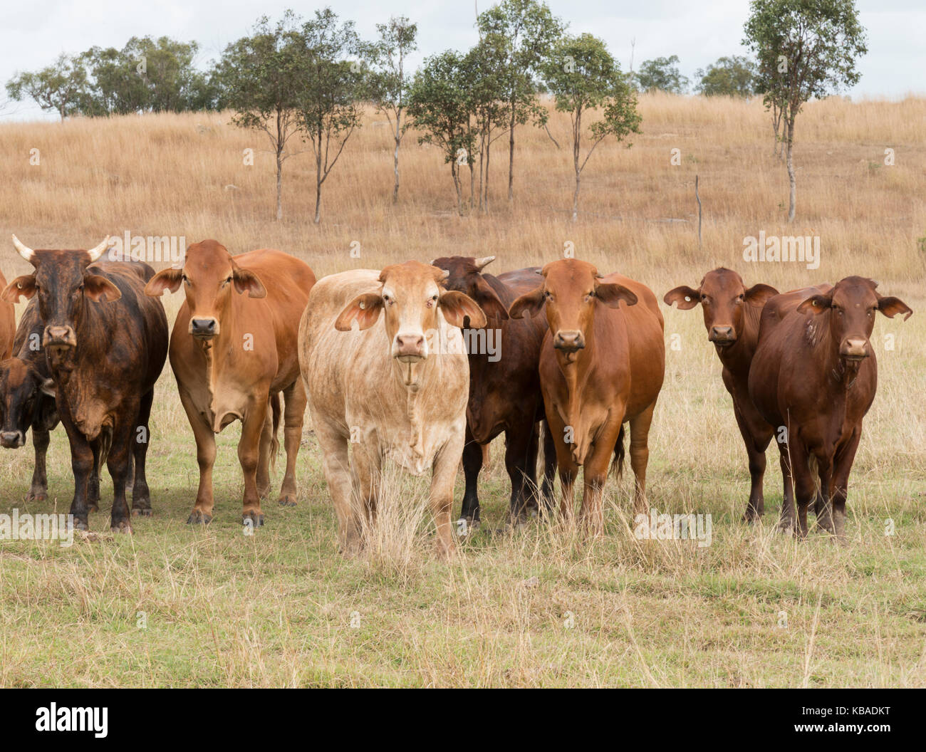 Troupeau mélangé de bétail en liberté dans le Queensland en Australie. Banque D'Images