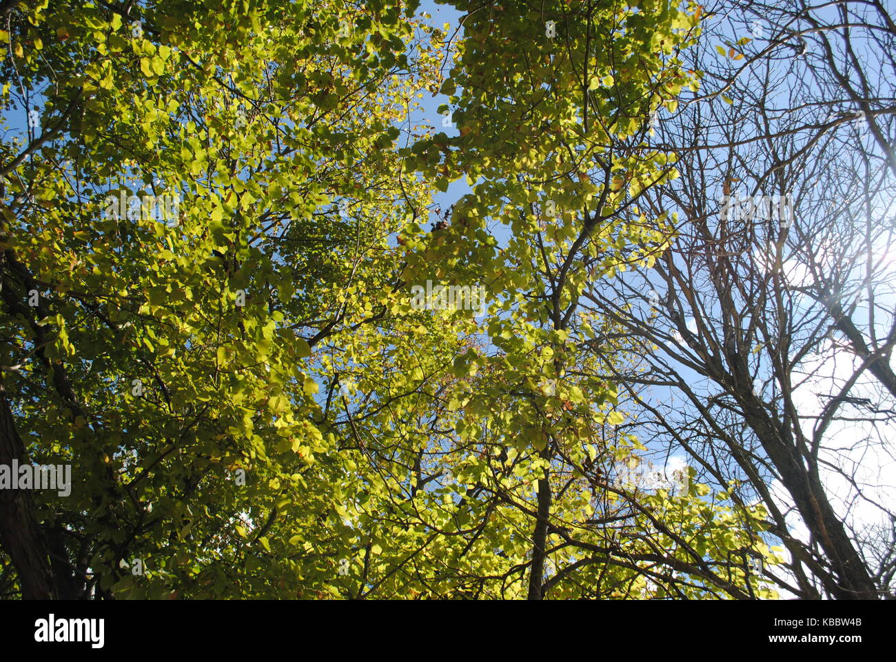 La lumière du soleil qui à travers les arbres Banque D'Images