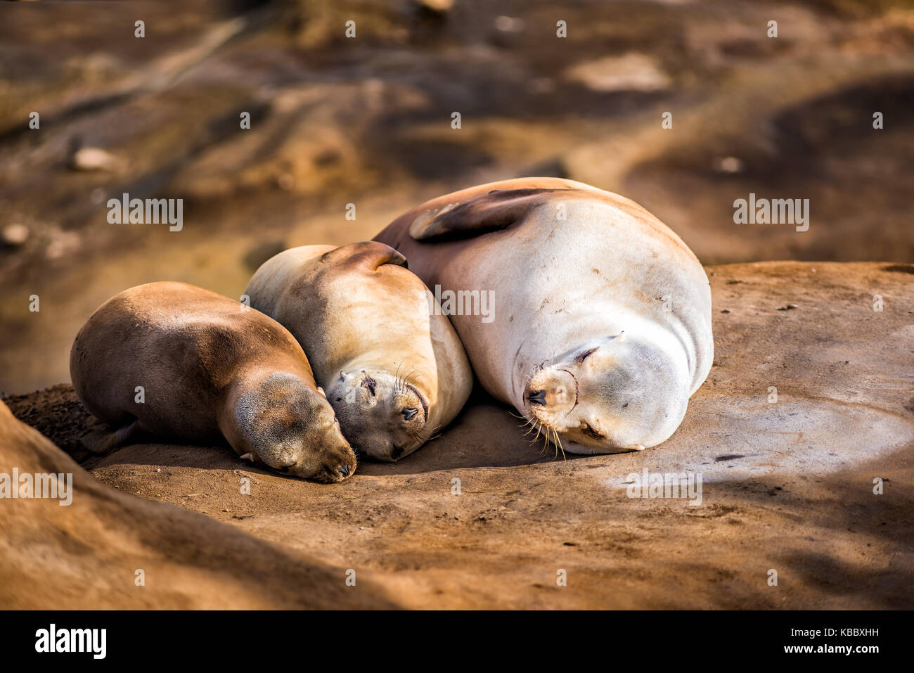 Famille de lumière, trois petits lions de mer dormir au soleil sur une plage rocheuse à San Diego, Californie à La Jolla Cove smiling happy Banque D'Images