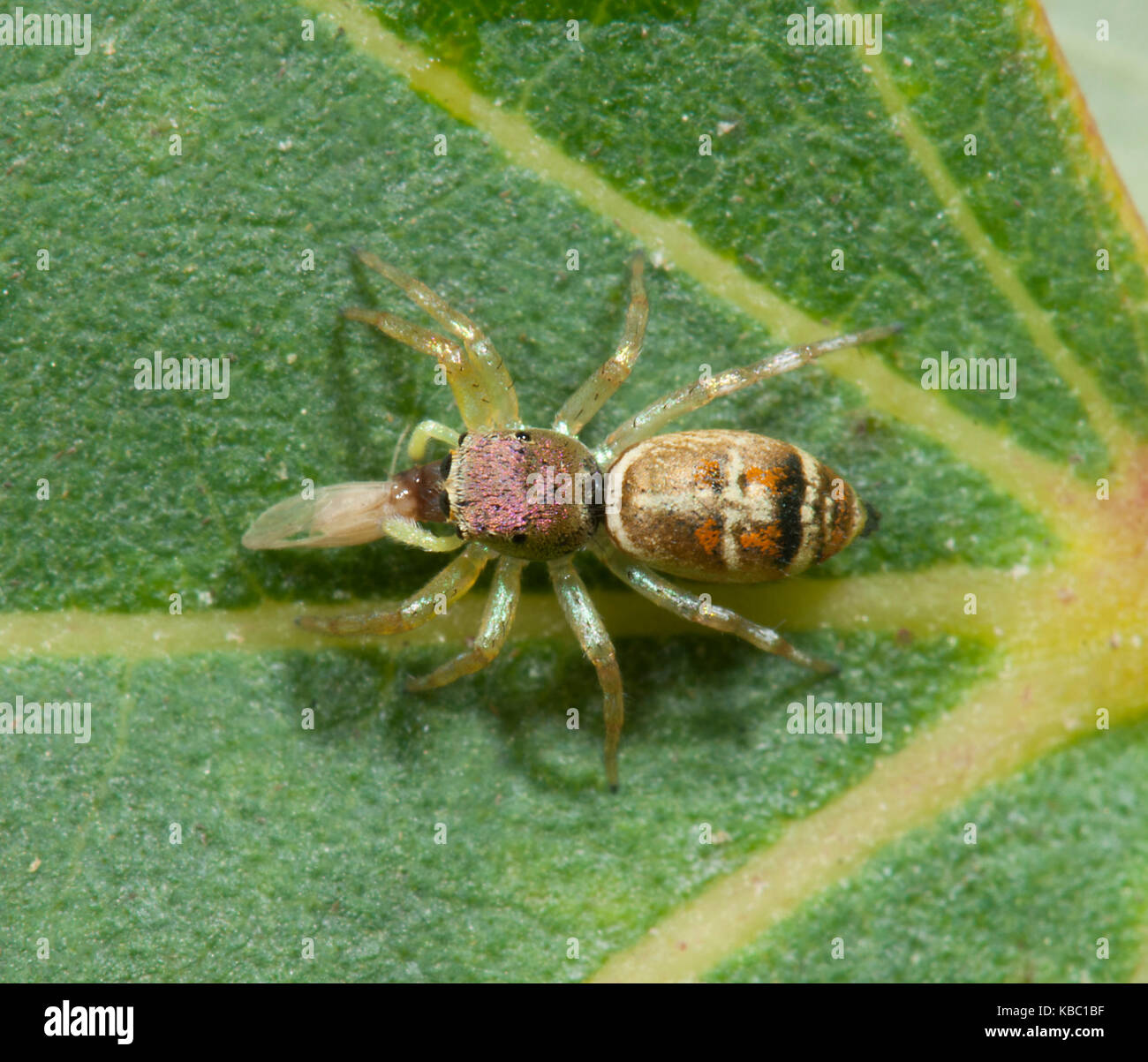 Araignée sauteuse avec les proies (Cosmophasis thalassina), Queensland, Queensland, Australie Banque D'Images