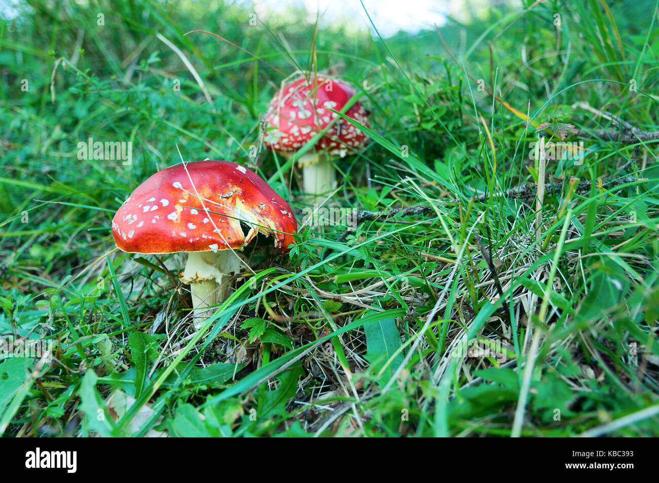 L'amanita champignons vénéneux dans la nature. rouge champignons dans l'herbe verte. Banque D'Images