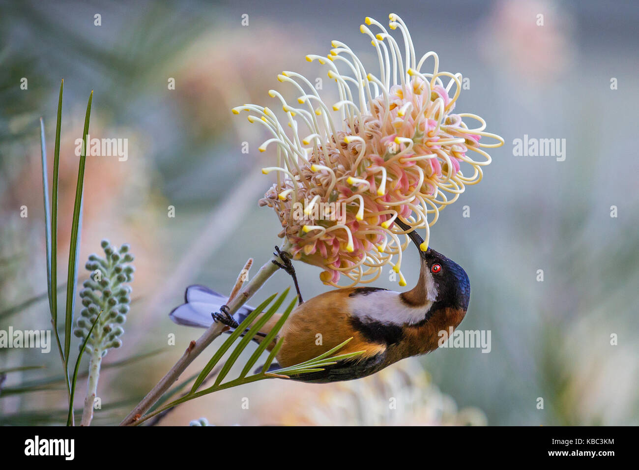 Spinebill orientale d'oiseaux exotiques se nourrissant de nectar de grevillea méliphage Banque D'Images