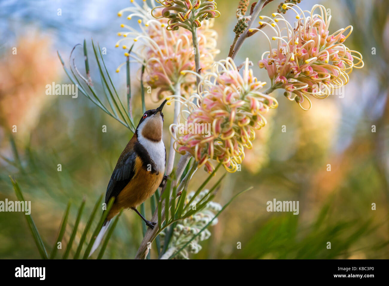 Spinebill orientale d'oiseaux exotiques se nourrissant de nectar de grevillea méliphage Banque D'Images