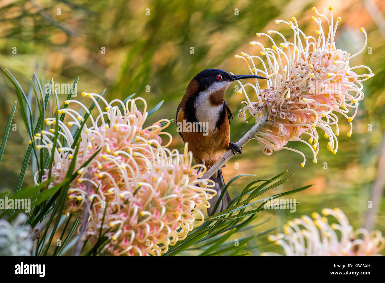 Spinebill orientale d'oiseaux exotiques se nourrissant de nectar de grevillea méliphage Banque D'Images