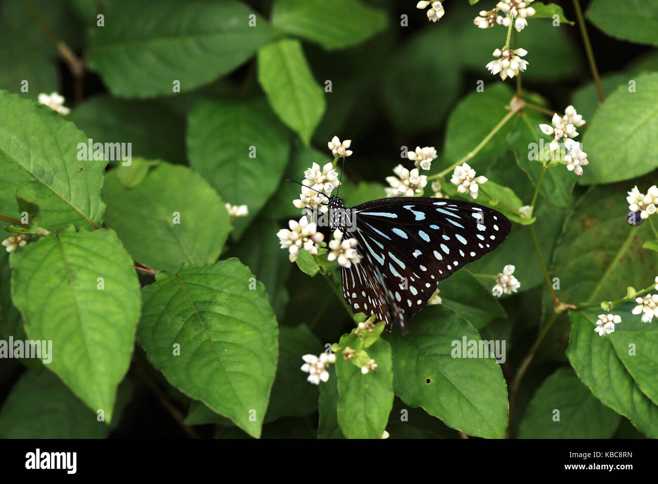 Close-up d'un papillon bleu noir assis sur une fleur blanche de manger son nectar pour se nourrir. Banque D'Images