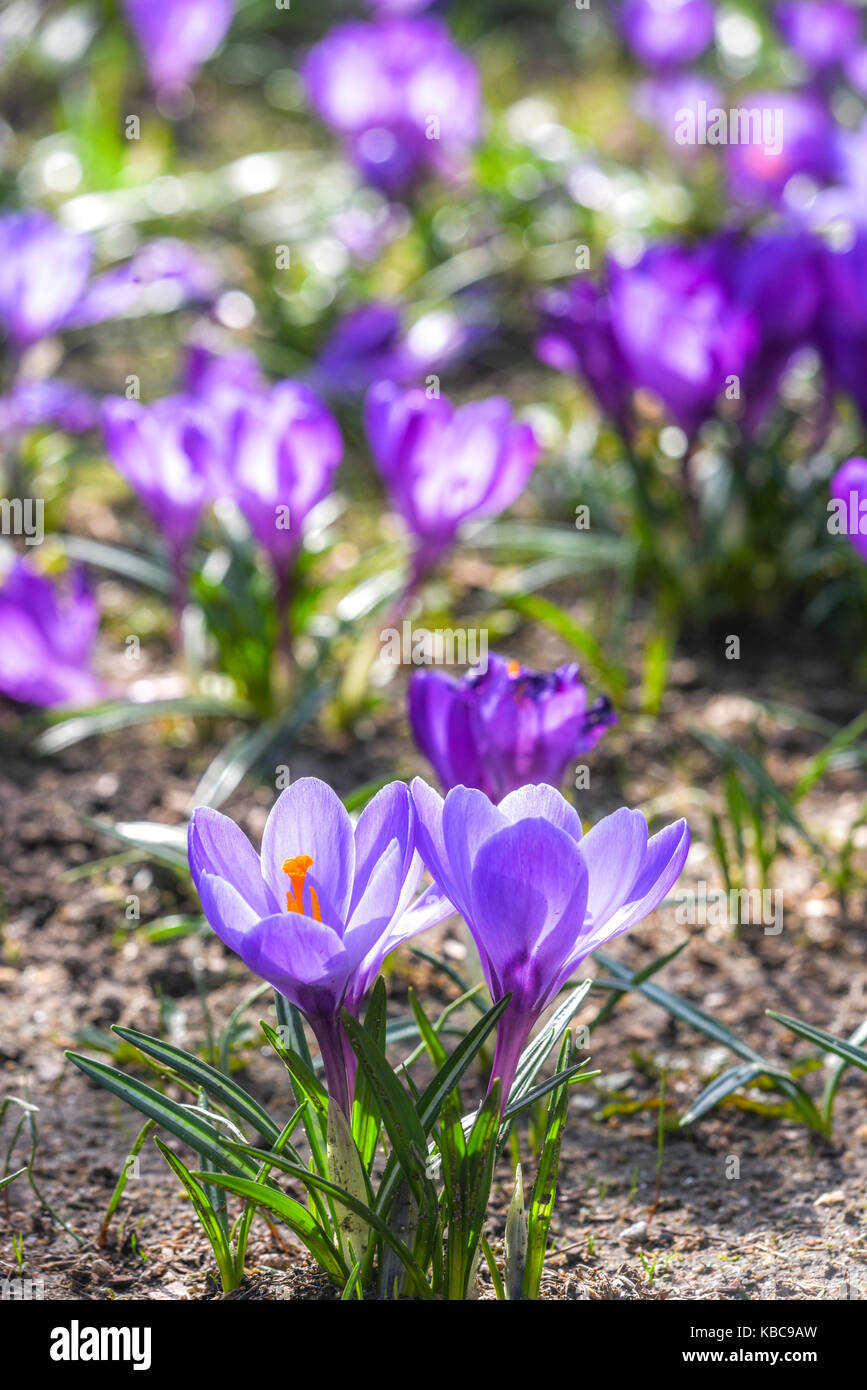 Belle couleur crocus fleurissent au printemps park à Szczecin Banque D'Images