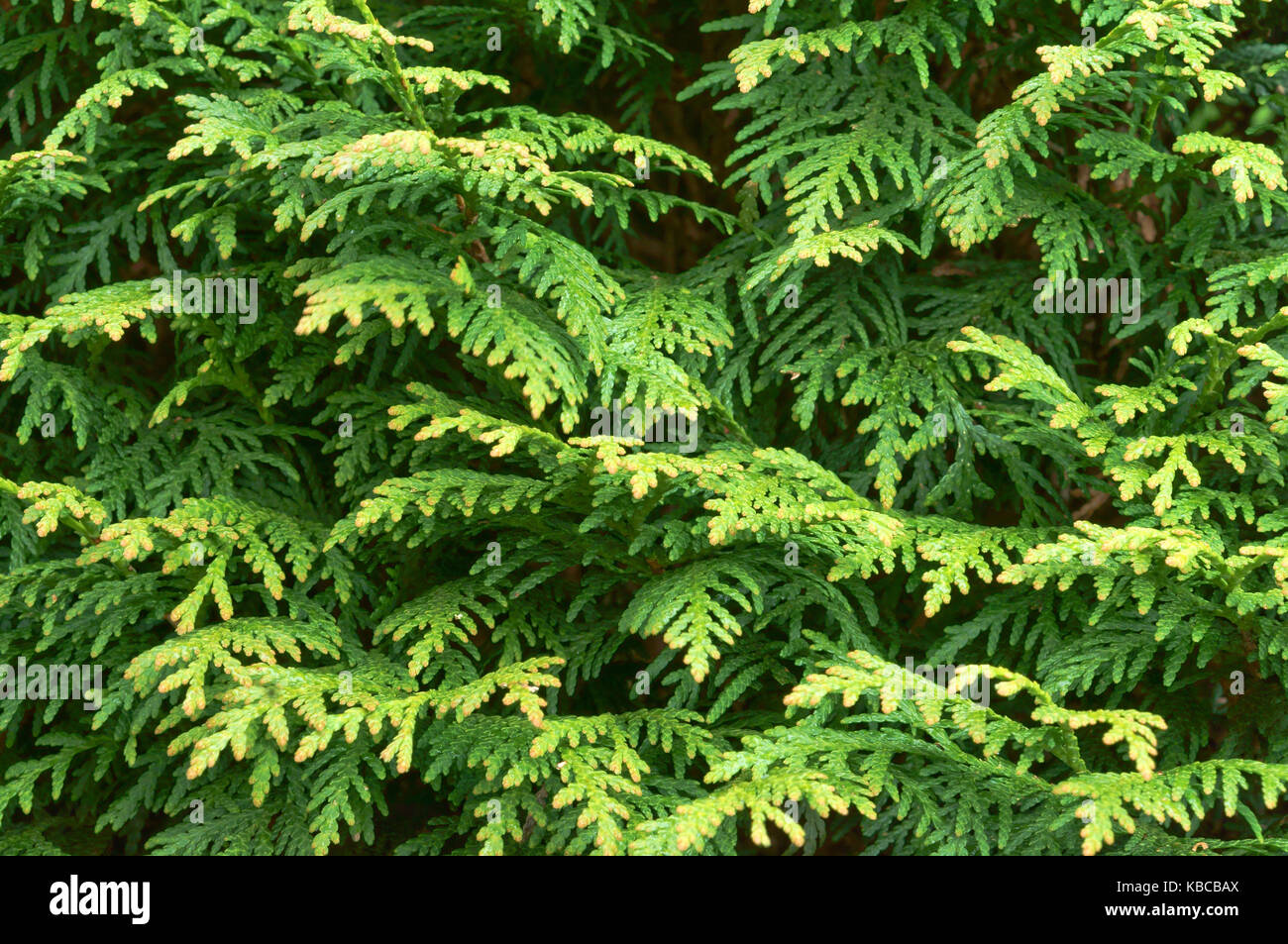 Branches de résineux mélèze thuya Photo Stock - Alamy