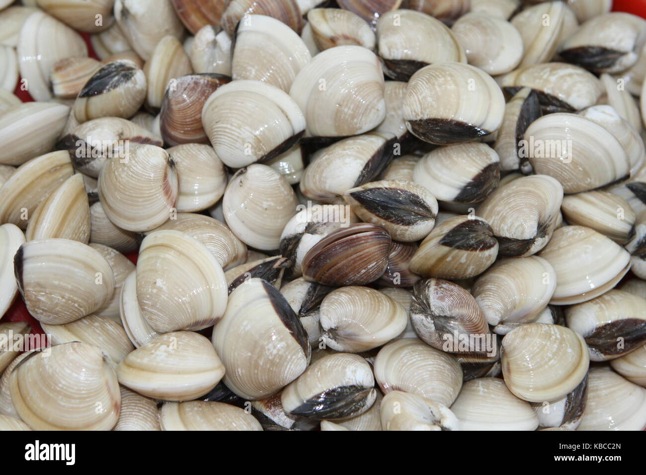 Palourdes - marché des mollusques sur le Vietnam Banque D'Images