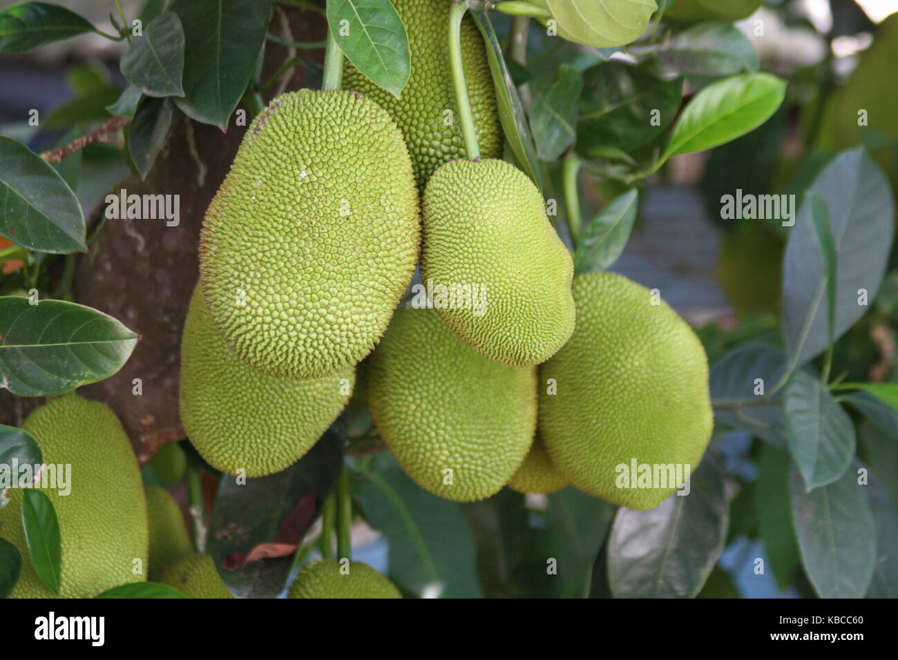 Cinq grandes Jackfruits on Tree Banque D'Images