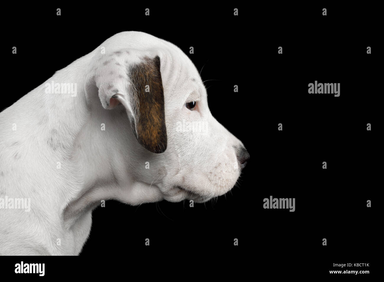 American Staffordshire terrier puppy Banque D'Images