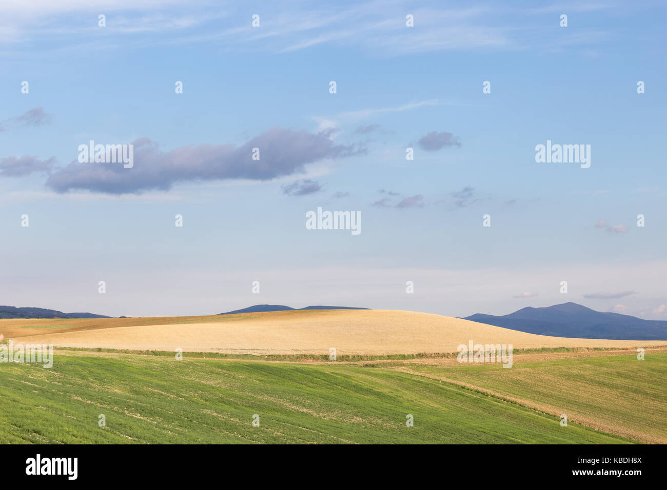 Les champs cultivés en vert et jaune, avec ciel bleu et les montagnes en arrière-plan Banque D'Images