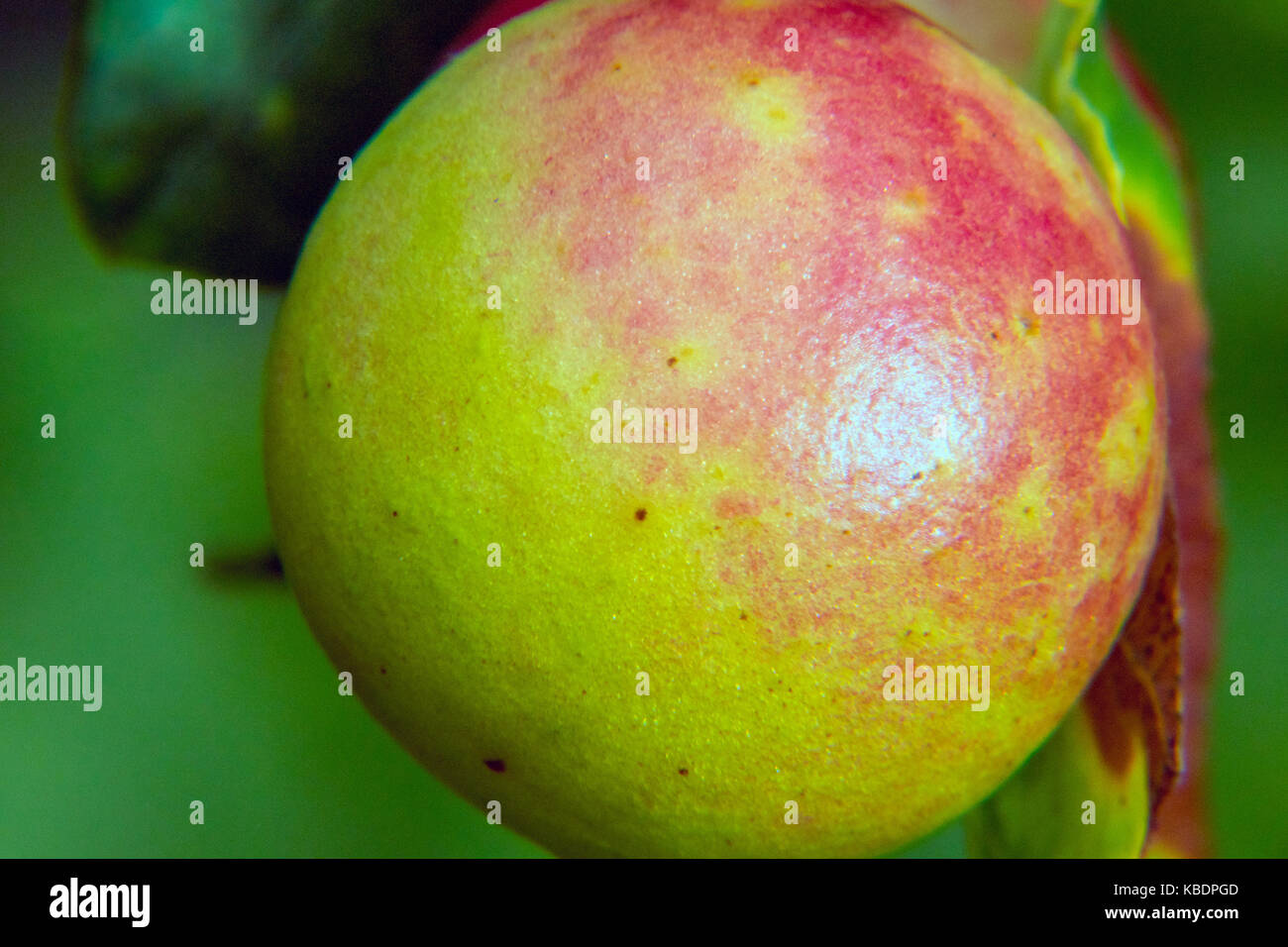 Pommes de chêne sur la face inférieure d'une feuille de chêne Banque D'Images