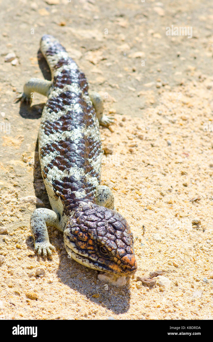 Shingleback Tiliqua rugosa ouest (rugosa) sur sol aride. point peron, Australie occidentale, Australie Banque D'Images