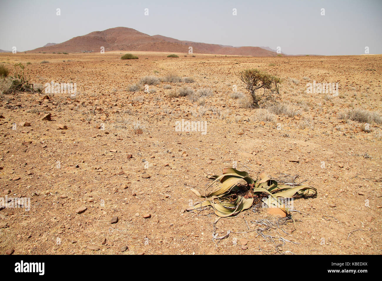 Dans le désert de Namib Welwitschia mirabilis, boisé, la Namibie, l'Afrique. Banque D'Images