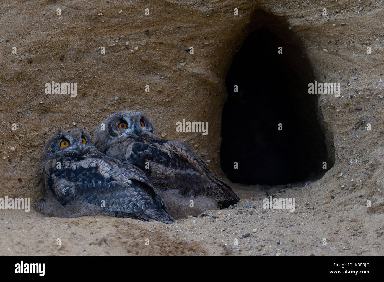 Grand hiboux / uhus ( Bubo bubo ), deux poussins, situé en face de l'entrée de leur nid burrow, regardant vers le ciel, anxieux, la faune. Banque D'Images