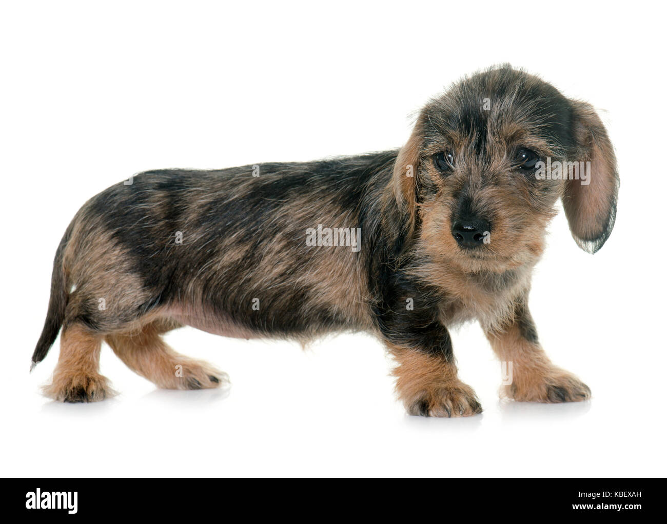Chiot teckel poil fil in front of white background Banque D'Images