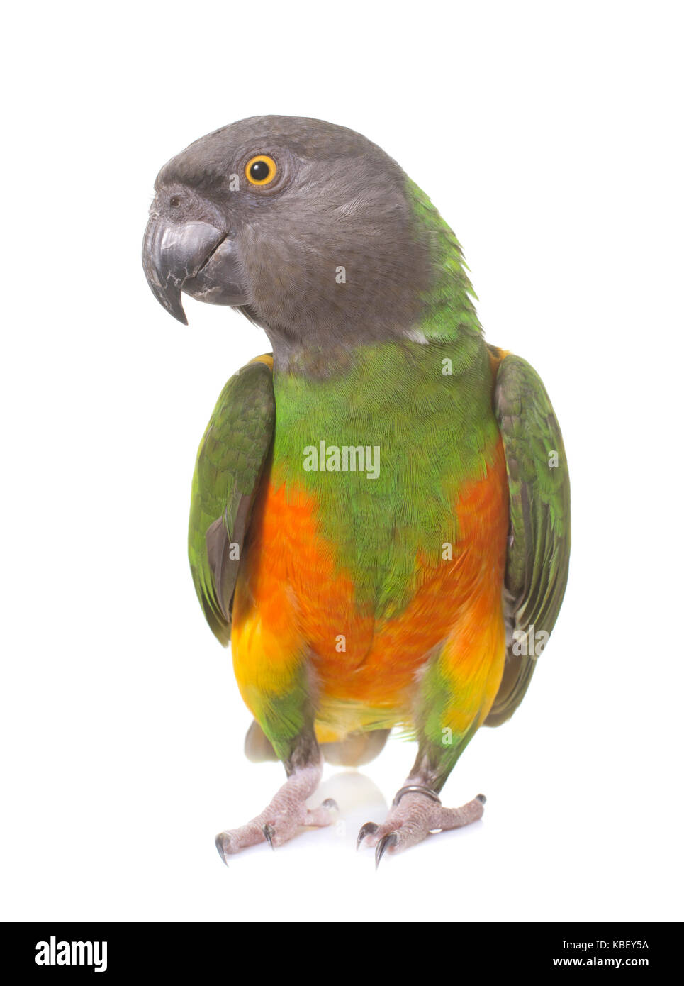Sénégal parrot in front of white background Banque D'Images