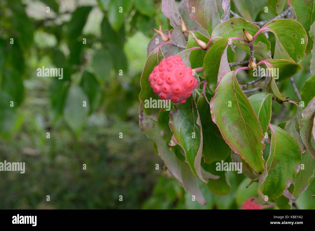 Chiinensis Cornus kousa cornouiller fruits fruits chinois Banque D'Images