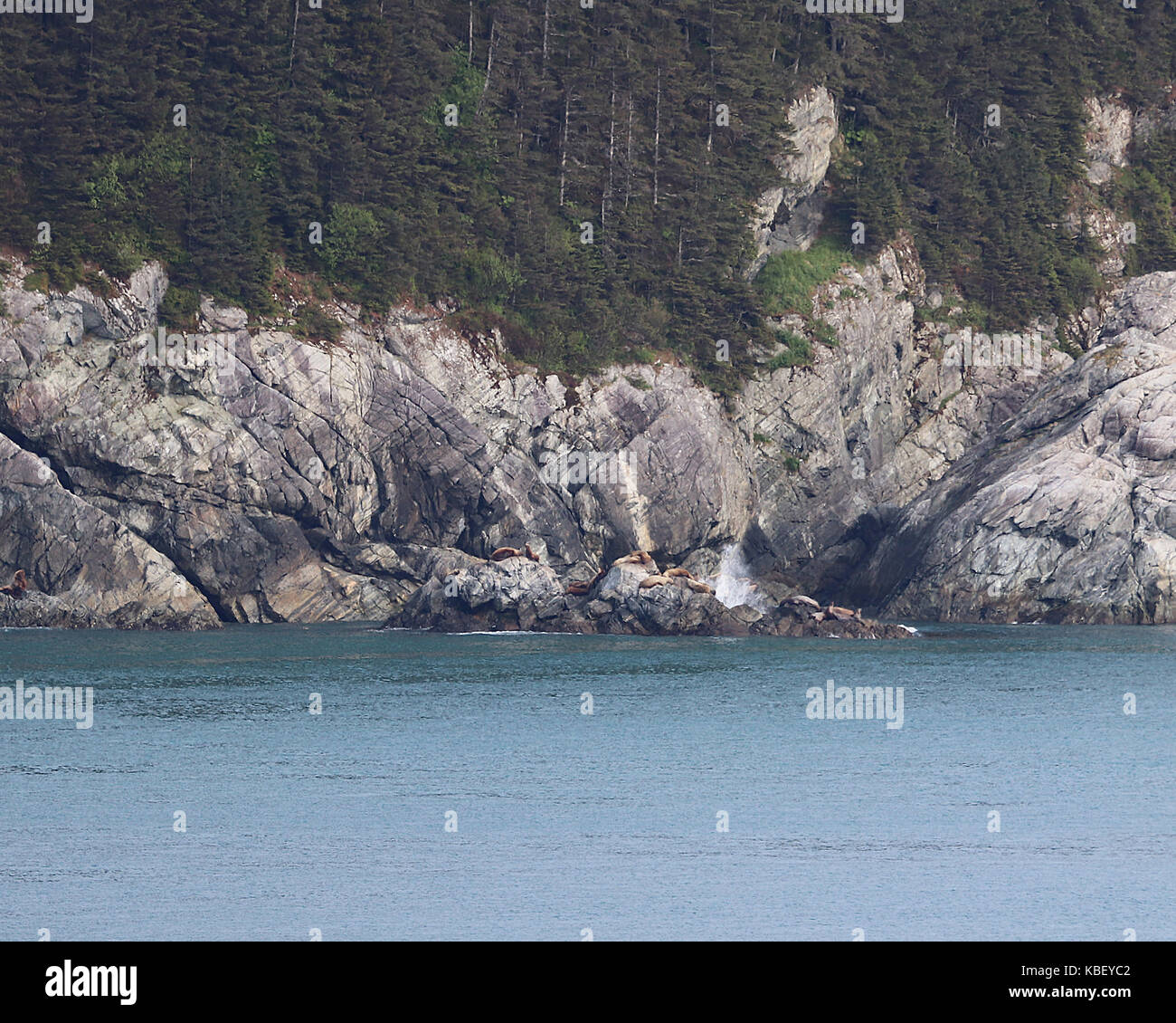 Une côte de l'alaska avec les lions de mer et des phoques au repos sur les rochers de soleil Banque D'Images