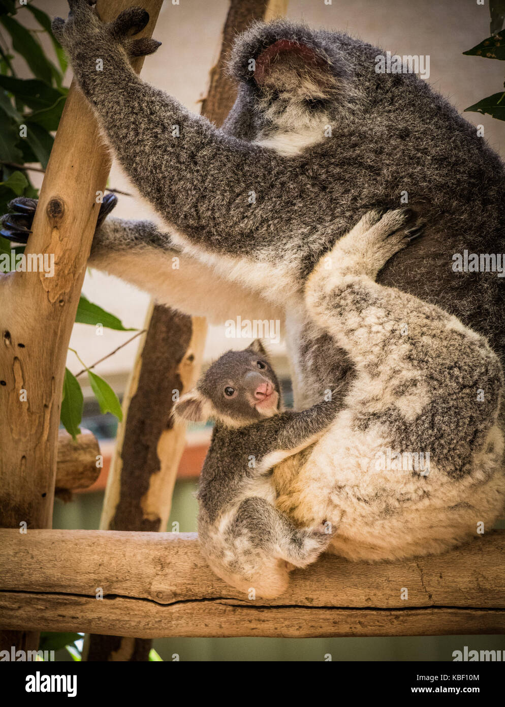 Bebe Koala Accroche A Sa Mere Photo Stock Alamy