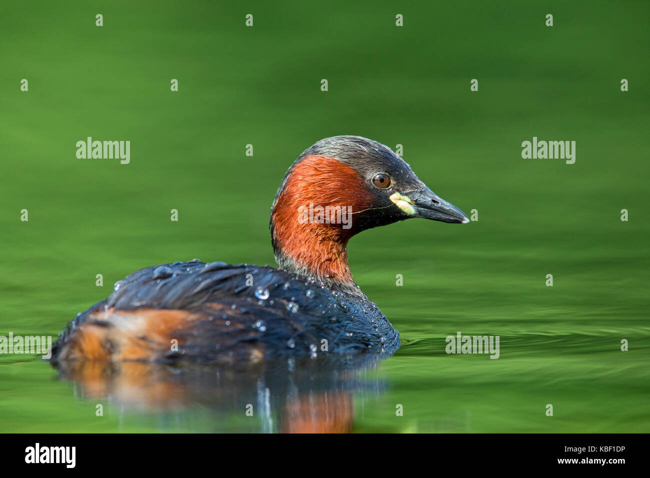 Podiceps ruficollis midget, plongeur, grèbe, zwergtaucher Banque D'Images