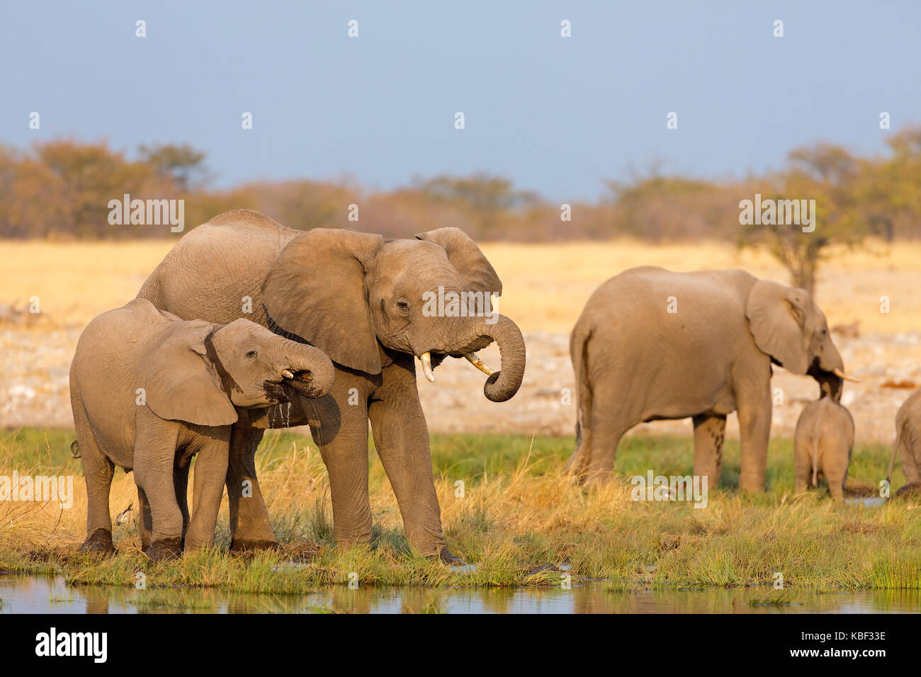 Bush de l'Afrique, l'éléphant l'éléphant de savane africaine Banque D'Images