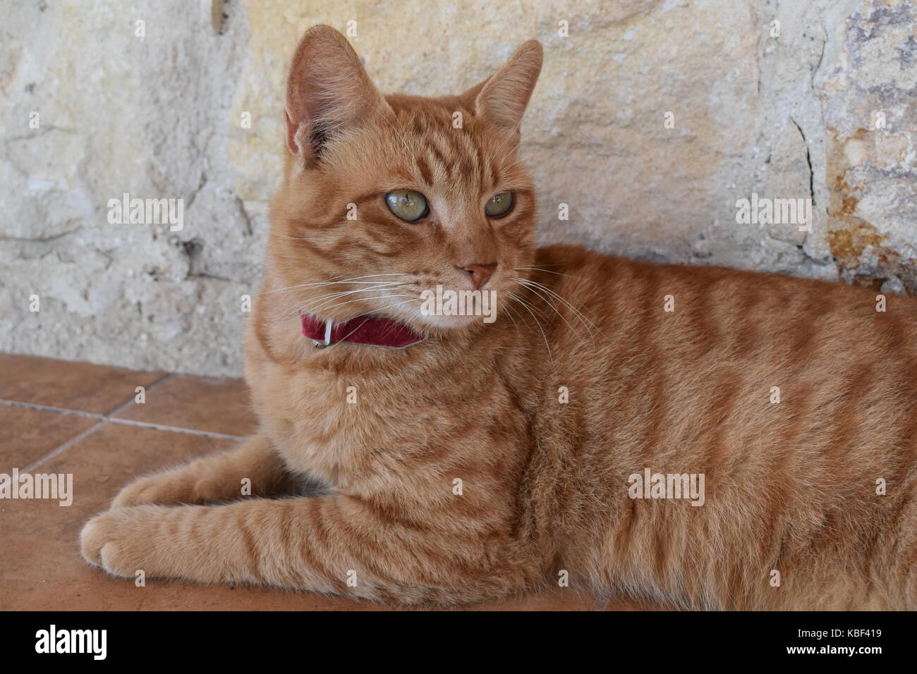 Gingembre beau chat mâle à Alert. Banque D'Images