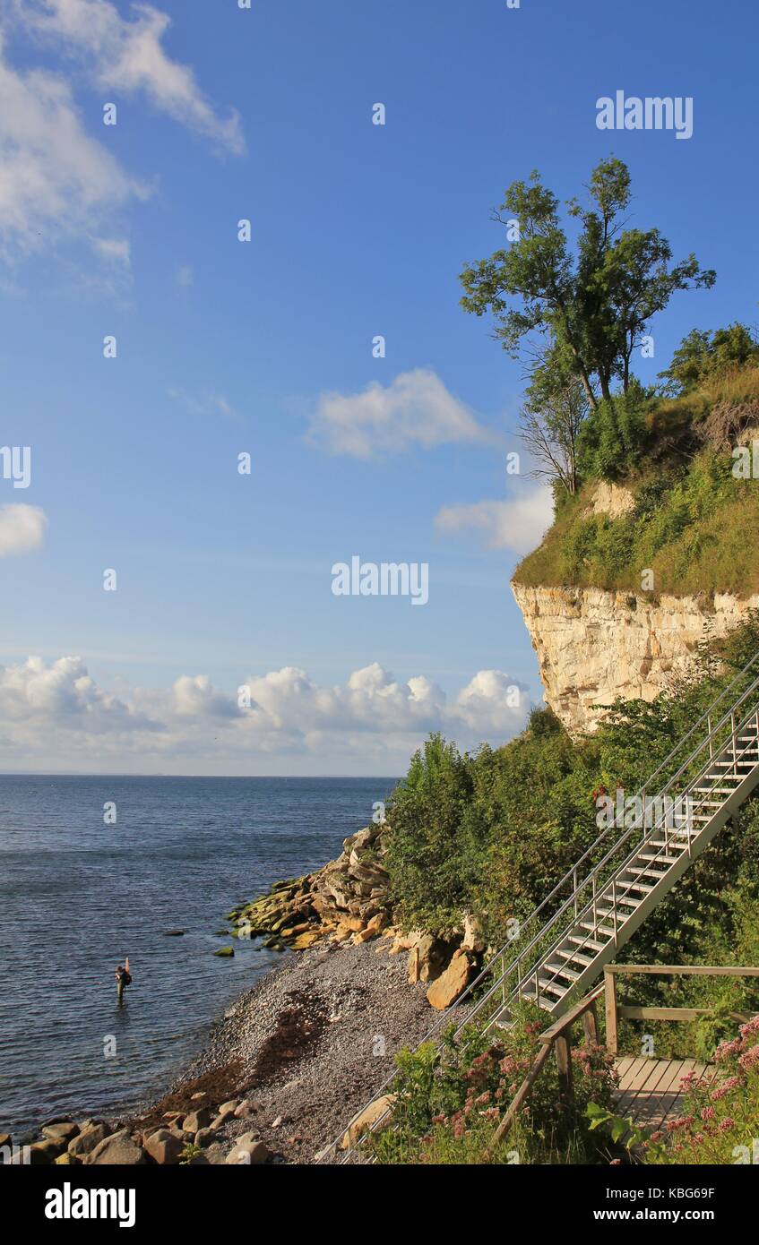 Stevns klint, falaise de craie à la côte est du Danemark. Banque D'Images