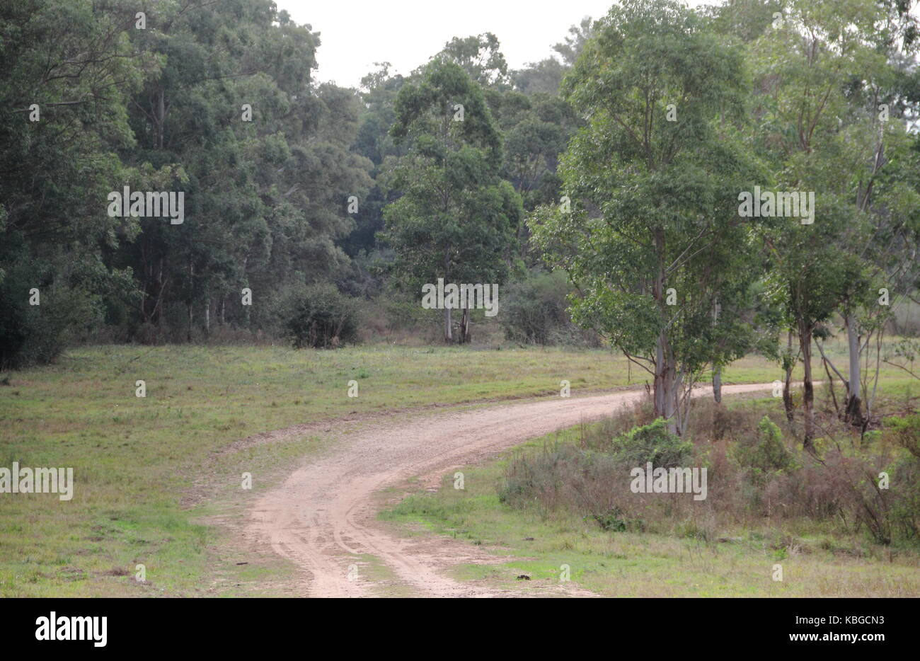 Paysage de la route de forêt d'eucalyptus en Amérique du Sud Banque D'Images