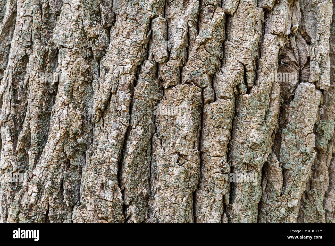 La texture (arrière-plan) shot de Brown l'écorce des arbres, en remplissant le cadre. Banque D'Images