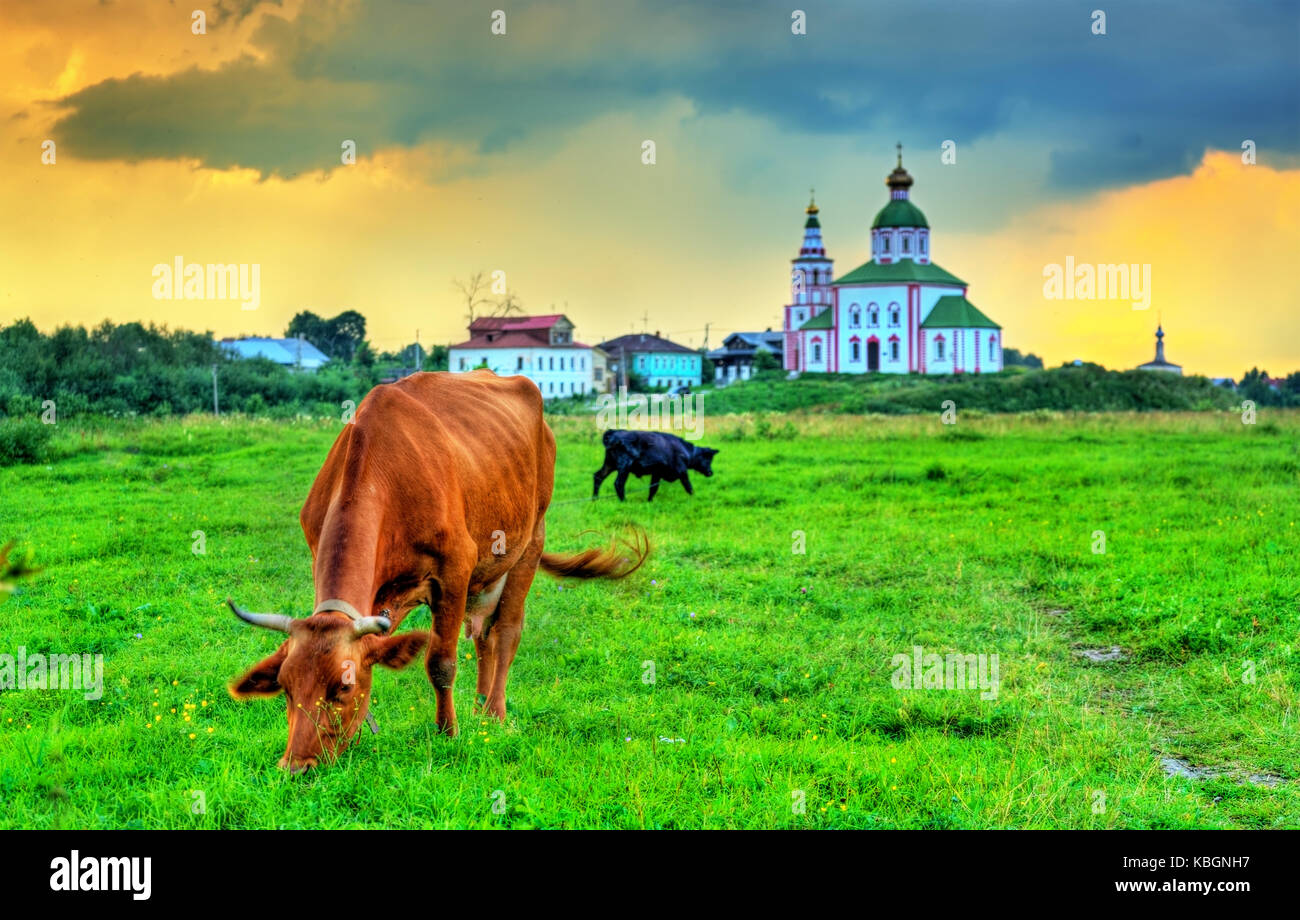 Une vache se nourrissant dans un champ avec une ancienne église en arrière-plan - suzdal, Russie Banque D'Images
