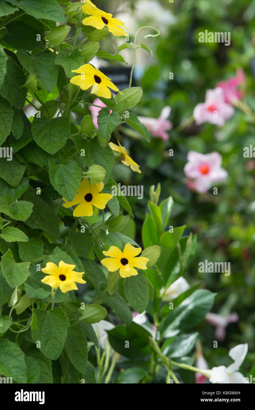 Thunbergia alata 'Lemon Star'. Black-Eyed Susan Vine fleurs sur fond clair Banque D'Images