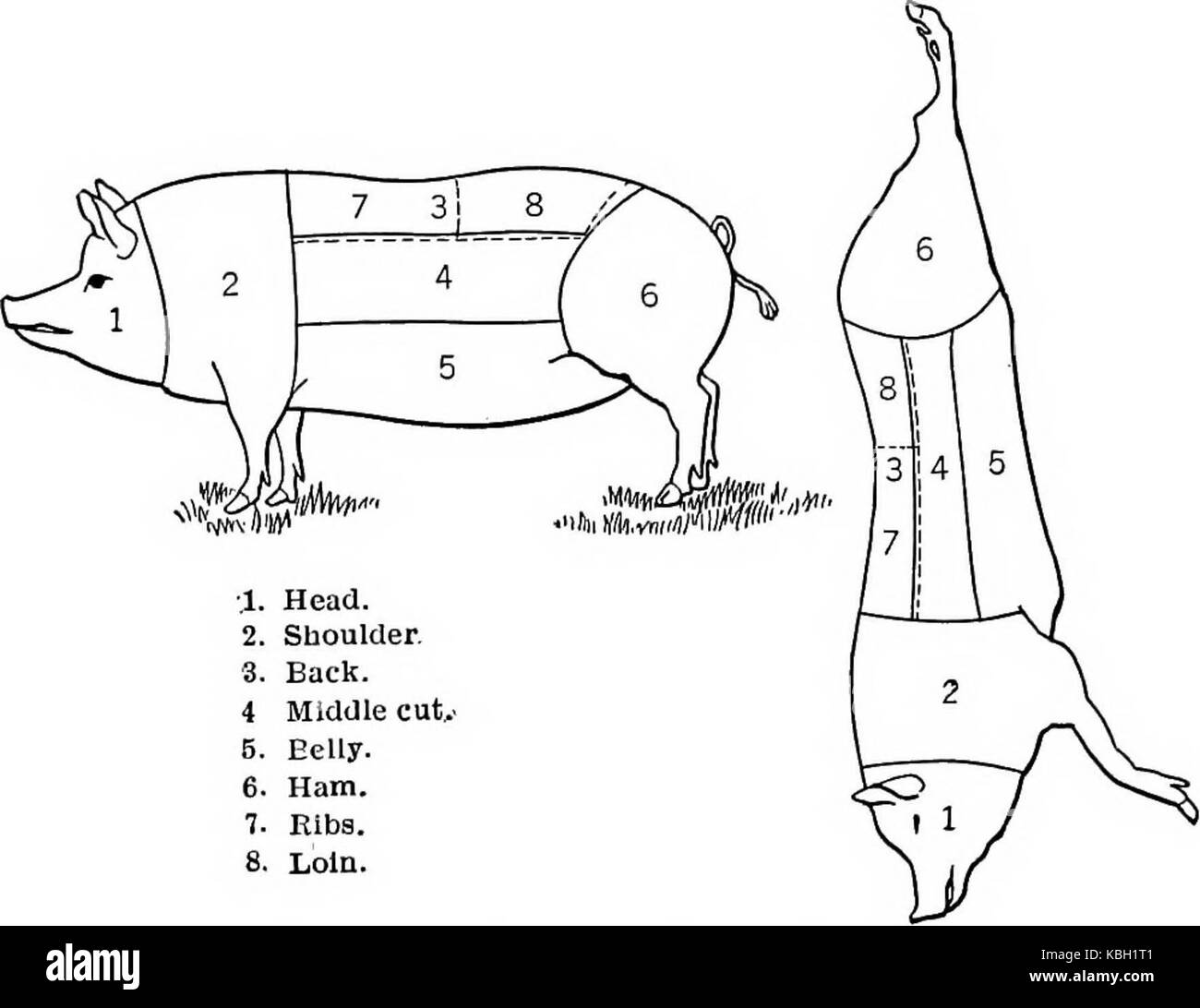 "La nourriture ; sa composition et préparation ; un manuel pour les classes de sciences domestiques' (1918) Banque D'Images