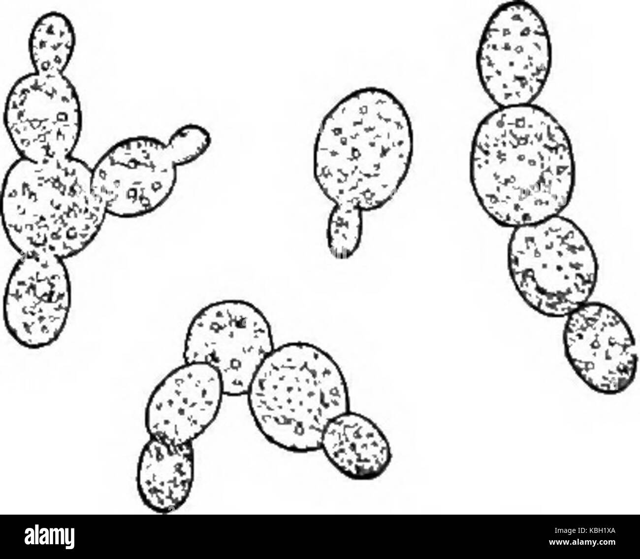 "La nourriture ; sa composition et préparation ; un manuel pour les classes de sciences domestiques' (1918) Banque D'Images