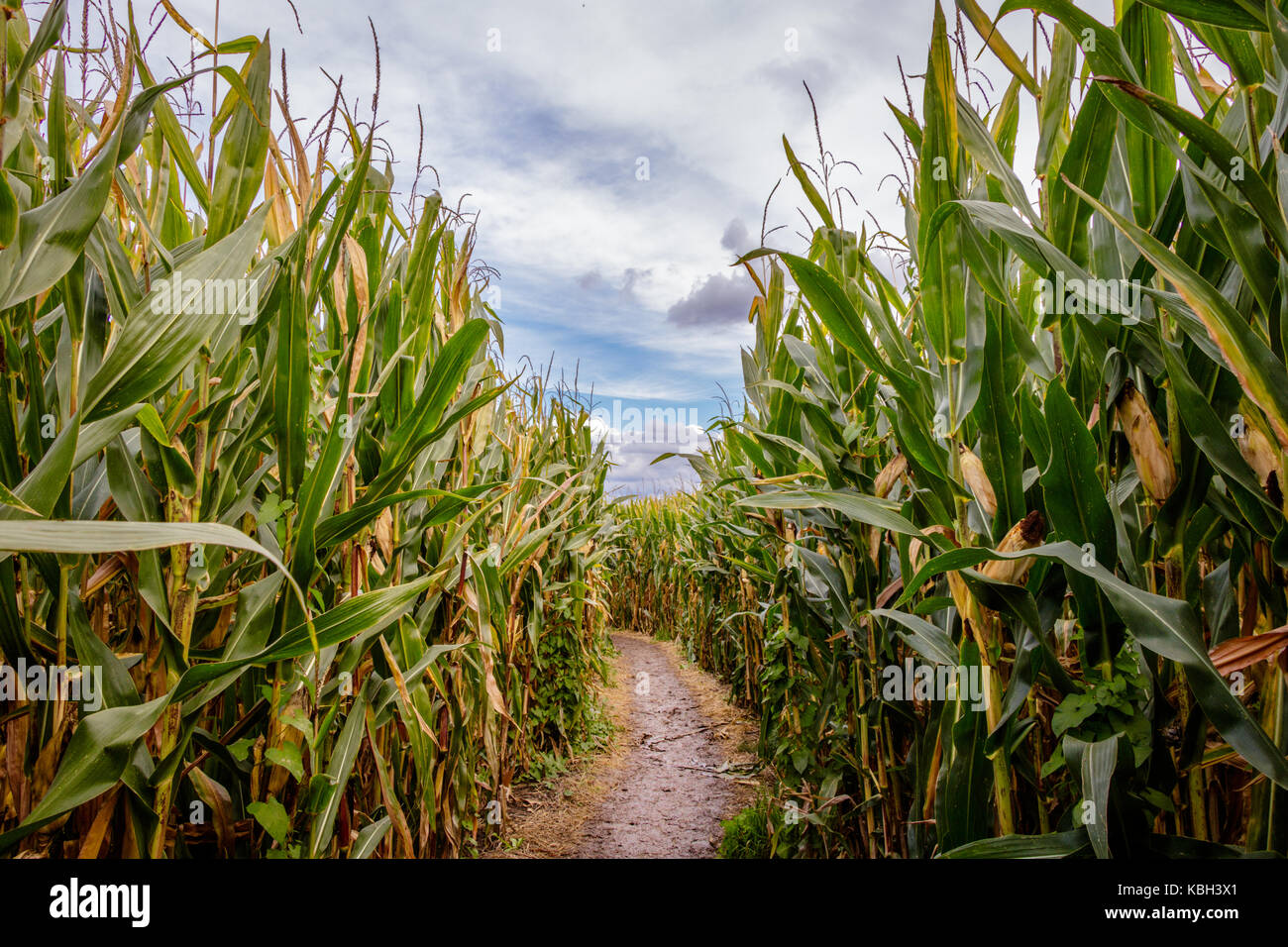 Un Labyrinthe de maïs ou de maïs maze est un labyrinthe coupé d'un champ de maïs. Le premier labyrinthe de maïs en Pennsylvanie, a été annville. le maïs labyrinthes sont devenus populaires tourist Banque D'Images