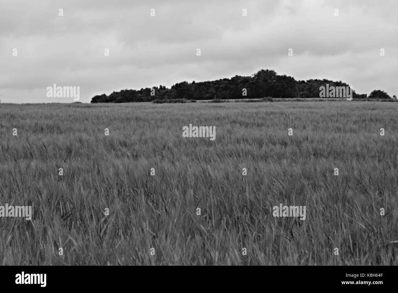 Wiliam docherty je marchais autour de twechar. ce qui est un petit village de mineurs dans la région de East Dunbartonshire en Écosse. Banque D'Images
