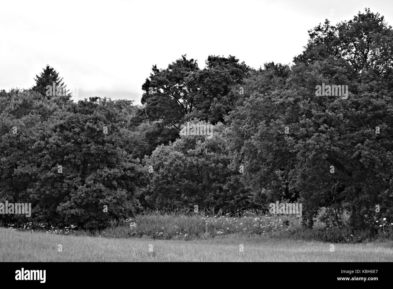 Wiliam docherty je marchais autour de twechar. ce qui est un petit village de mineurs dans la région de East Dunbartonshire en Écosse. Banque D'Images Wiliam docherty je marchais autour de twechar. ce qui est un petit village de mineurs dans la région de East Dunbartonshire en Écosse. Banque D'Images