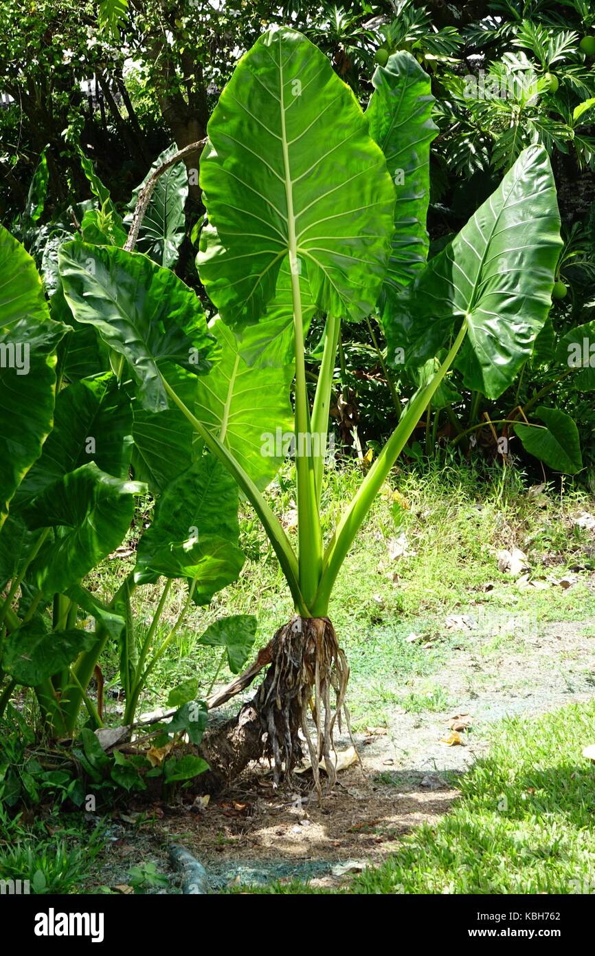 Grande plante, Dignac sur le taro. Appelé kalo dans Hawaiian Banque D'Images