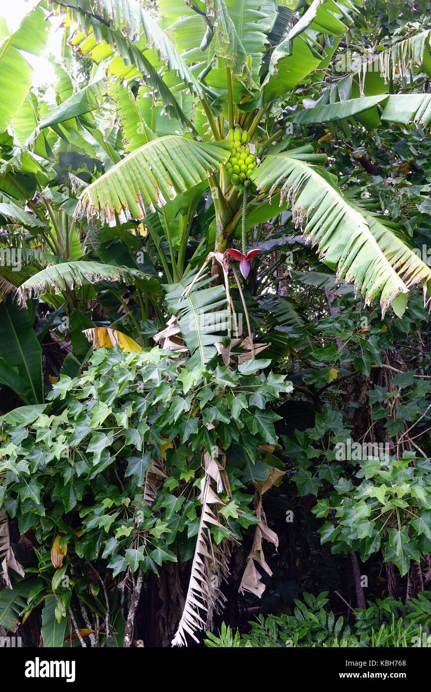 Kahunu bananier, Jardin, Hana, Maui, Hawaii Banque D'Images