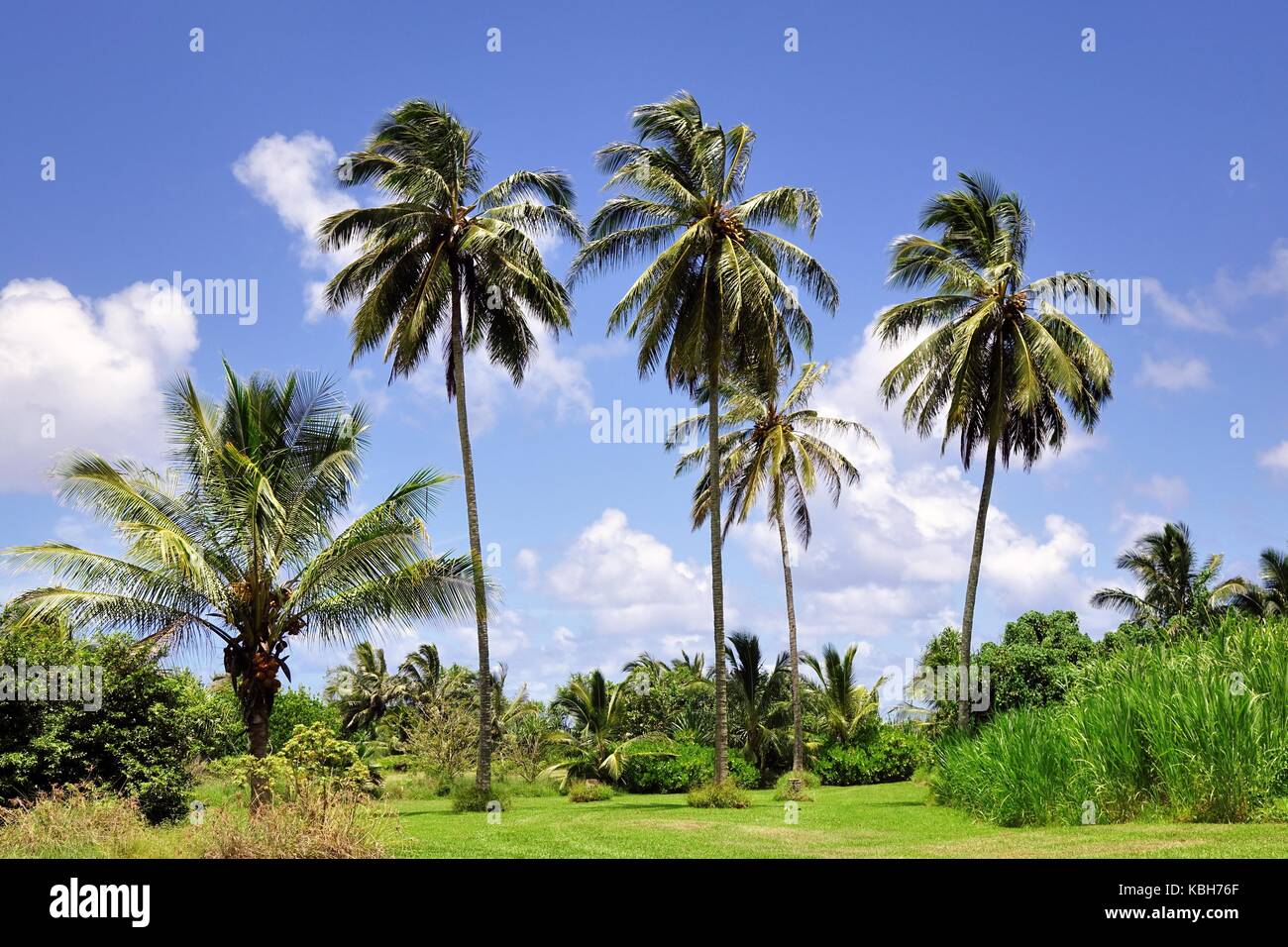 Coconut grove à Dignac sur le Banque D'Images