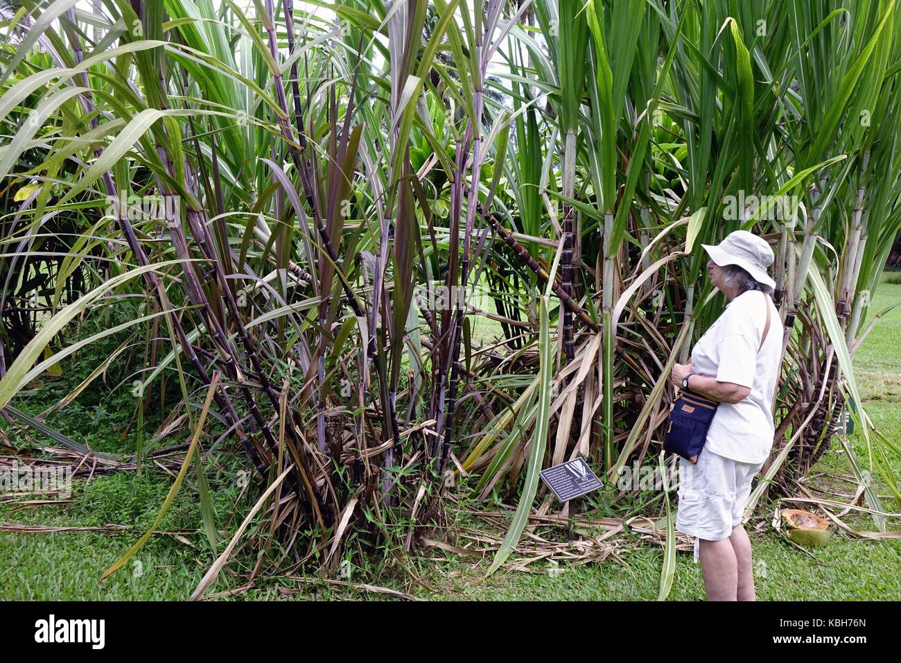 Femme debout près de sugar kane (ko, Saccharum officinarum) à la Dignac sur jardin, Maui, Hawaii Banque D'Images