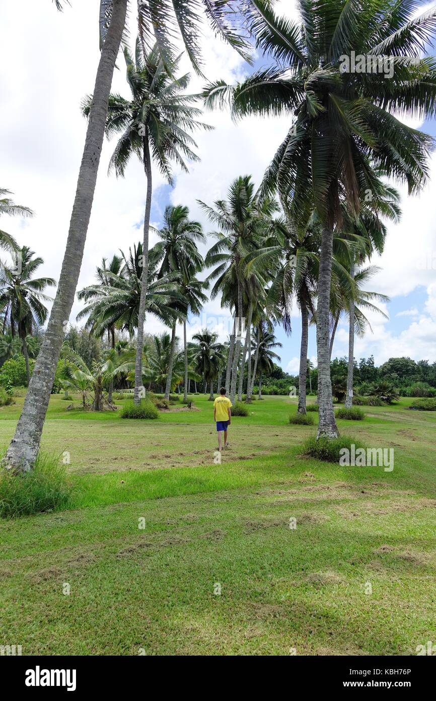 Boy walking in Coconut grove en Kahuna jardin, Hana Banque D'Images