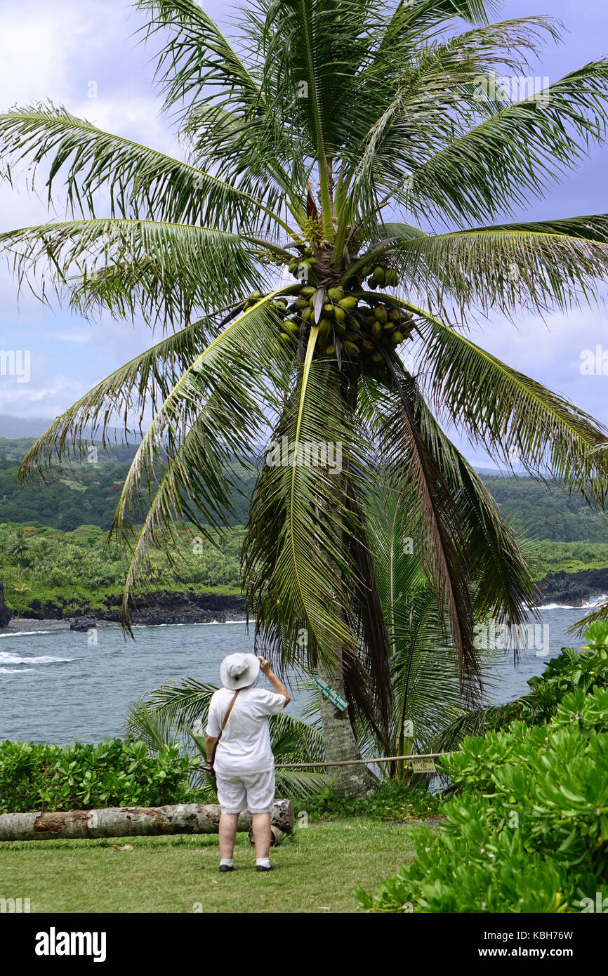 Femme photographiant un cocotier à Hakuna jardin, Maui Banque D'Images