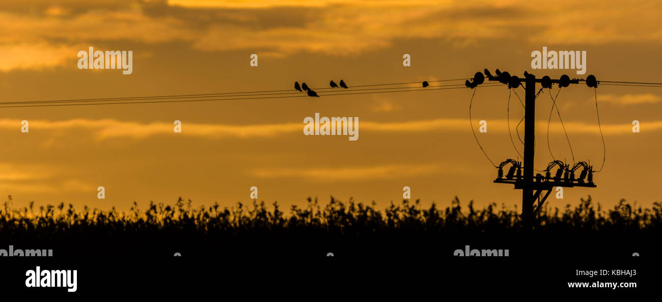 Les oiseaux se perchent sur câble télégraphique Banque D'Images