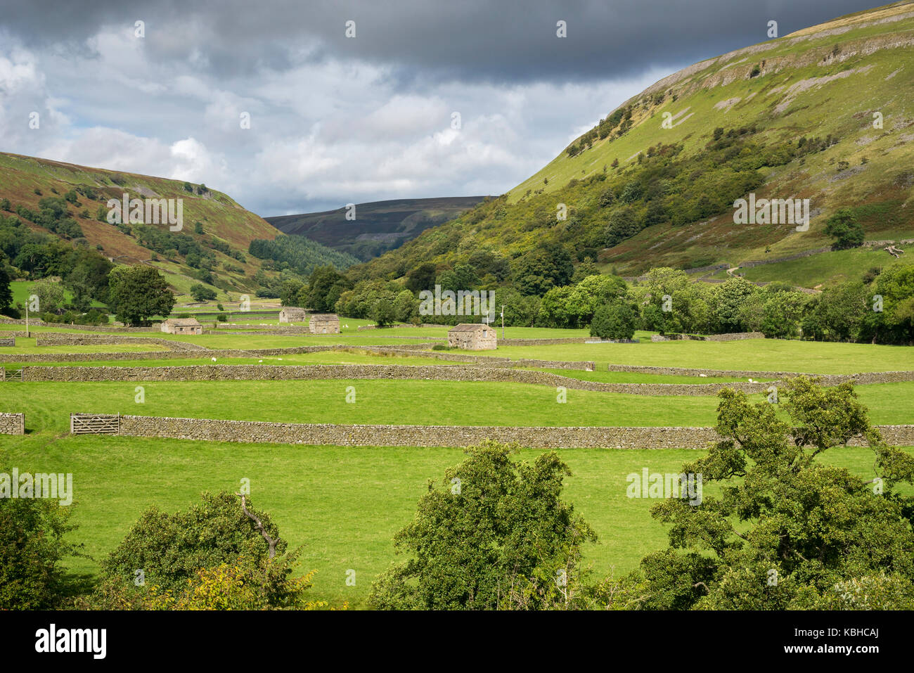 Belle campagne autour de muker dans swaledale, vallées du Yorkshire, Angleterre. présentant les granges traditionnelles ou "maisons de vache' 'cow'usses'. Banque D'Images