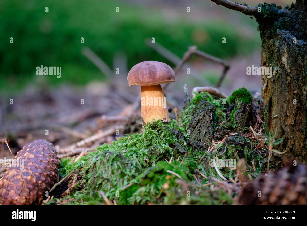 Peu de boletus sur mousse verte en forêt après la pluie Banque D'Images