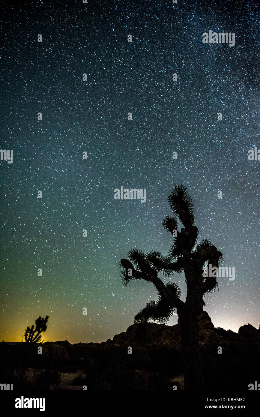 Le ciel nocturne parsemé de milliers d'étoiles qui pend verticalement sur un Joshua tree dans Joshua Tree National Park. Banque D'Images