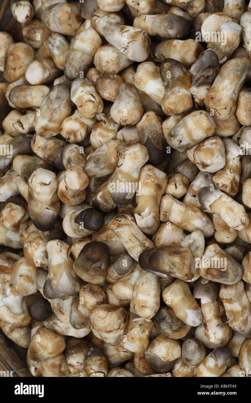 Asiatische Pilze - Strohpilz Hed Fang Banque D'Images
