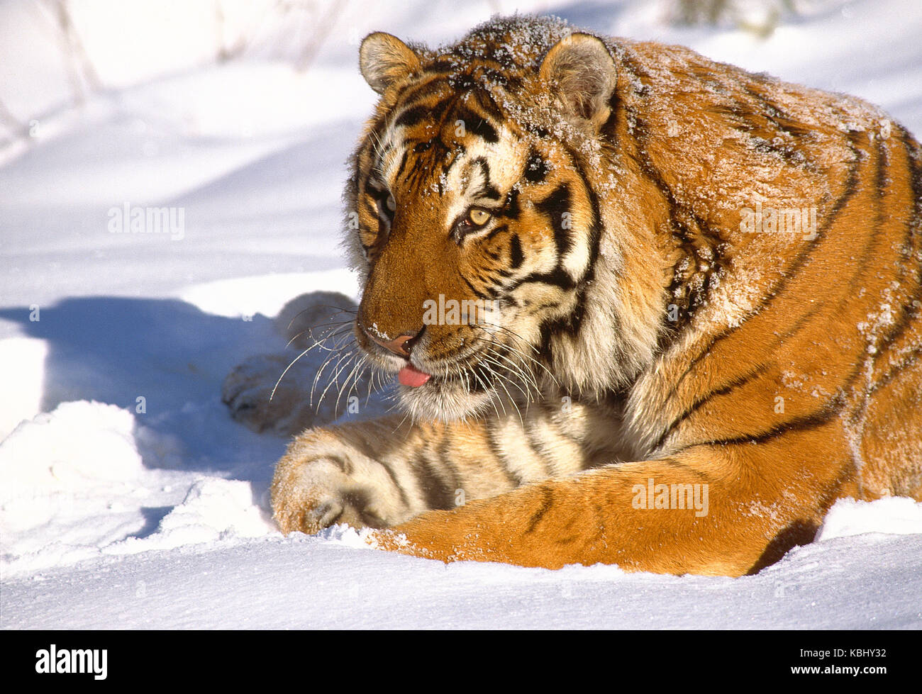 La Russie. La faune. Tigre de Sibérie dans la neige. Banque D'Images